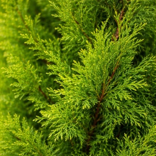 Tuja Szmaragd 60cm Thuja occidentalis Smaragd sadzonka żywotnik GĘSTA C3