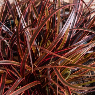 Uncinia czerwona 'Everflame' (Uncinia rubra) - Ognista trawa ozdobna w Twoim ogrodzie C1,5