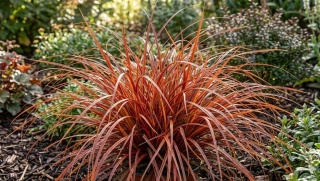 Uncinia czerwona 'Everflame' (Uncinia rubra) - Ognista trawa ozdobna w Twoim ogrodzie C1,5