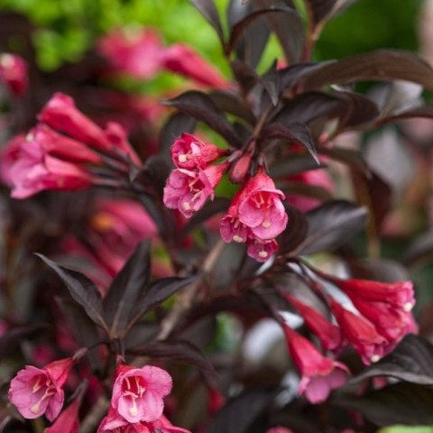 Weigela florida Krzewuszka cudowna 'Alexandra' 50-60CM