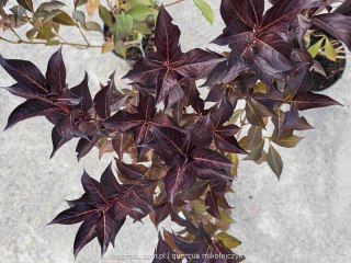 Weigela florida Krzewuszka cudowna 'Alexandra' 50-60CM