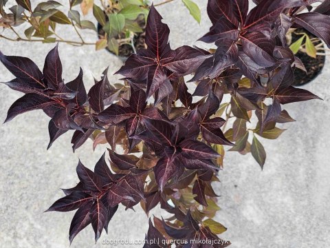 Weigela florida Krzewuszka cudowna 'Alexandra' 50-60CM