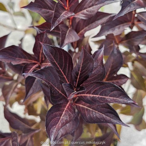 Weigela florida Krzewuszka cudowna 'Alexandra' 50-60CM