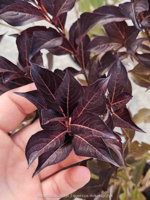 Weigela florida Krzewuszka cudowna 'Alexandra' 50-60CM