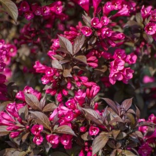 Weigela florida Krzewuszka cudowna 'Minor Black' 50-60CM