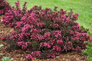 Weigela florida Krzewuszka cudowna 'Minor Black' 50-60CM