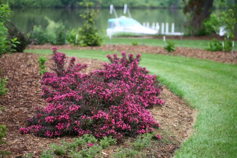 Weigela florida Krzewuszka cudowna 'Minor Black' 50-60CM