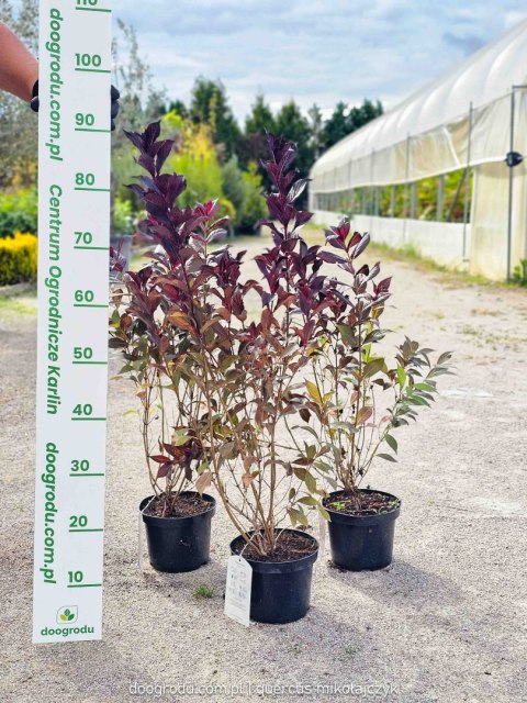 Weigela florida Krzewuszka cudowna 'Minor Black' 50-60CM