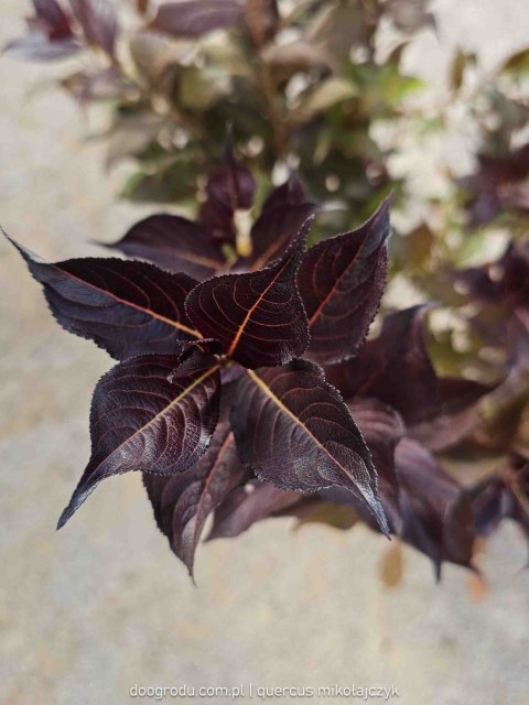 Weigela florida Krzewuszka cudowna 'Minor Black' 50-60CM