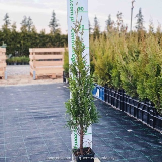 Żywotnik zachodni 'Smaragd' Thuja occidentalis P11 najpopularniejsza thuja