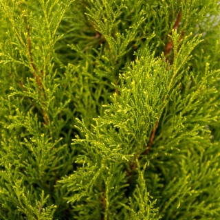 Żywotnik zachodni 'Smaragd' Thuja occidentalis P11 najpopularniejsza thuja