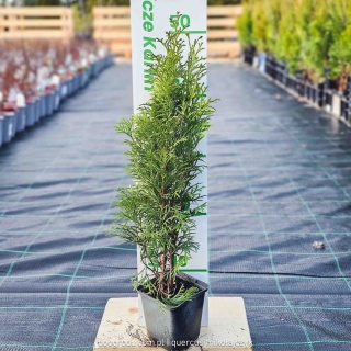 Żywotnik zachodni 'Smaragd' Thuja occidentalis P9 najpopularniejszy żywotnik