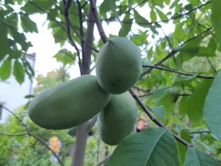 Asymina Urodlin Owocujący bananowy Asimina triloba Asminia C2 60-80cm
