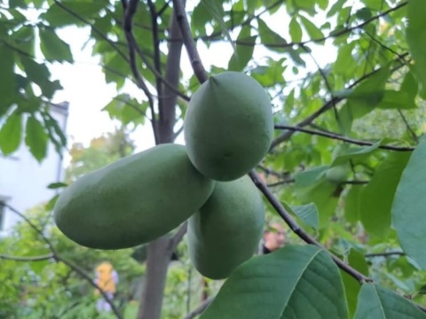 Asymina Urodlin Owocujący bananowy Asimina triloba Asminia C2 60-80cm