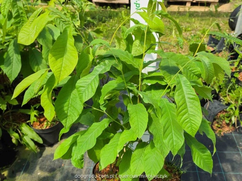 Asymina Urodlin Owocujący bananowy Asimina triloba Asminia C2 60-80cm