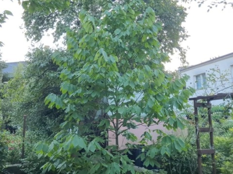 Asymina Urodlin Owocujący bananowy Asimina triloba Asminia C2 60-80cm
