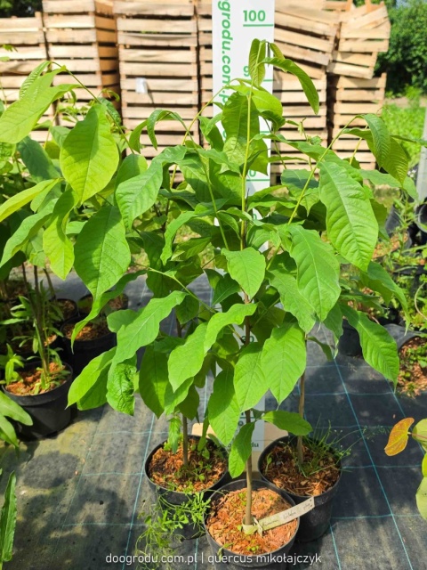 Asymina Urodlin Owocujący bananowy Asimina triloba Asminia C2 60-80cm