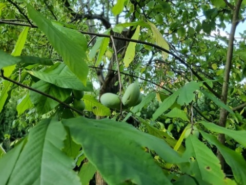 Asymina Urodlin Owocujący bananowy Asimina triloba Asminia C2 60-80cm