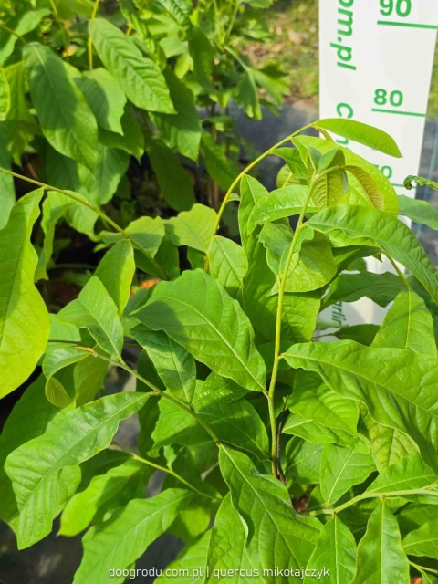 Asymina Urodlin Owocujący bananowy Asimina triloba Asminia C2 60-80cm