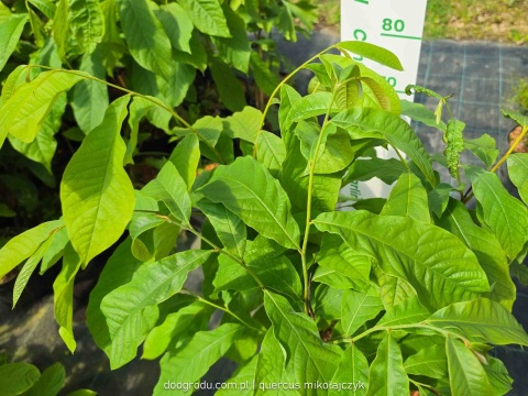 Asymina Urodlin Owocujący bananowy Asimina triloba Asminia C2 60-80cm