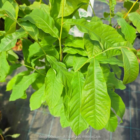 Asymina Urodlin Owocujący bananowy Asimina triloba Asminia C2 60-80cm