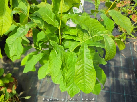 Asymina Urodlin Owocujący bananowy Asimina triloba Asminia C2 60-80cm