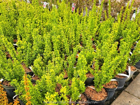 BERBERYS THUNBERGA Berberis 'Powwow' KOLUMNOWY Zmienia Kolor NA ŻYWOPŁOT C3