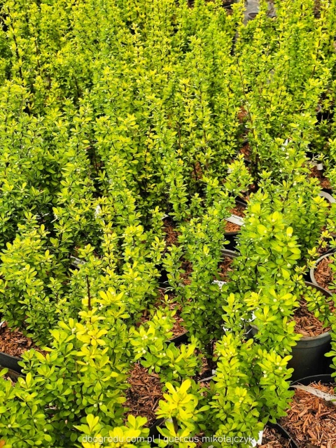 BERBERYS THUNBERGA Berberis 'Powwow' KOLUMNOWY Zmienia Kolor NA ŻYWOPŁOT C3