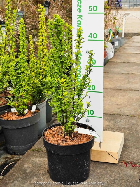 BERBERYS THUNBERGA Berberis 'Powwow' KOLUMNOWY Zmienia Kolor NA ŻYWOPŁOT C3