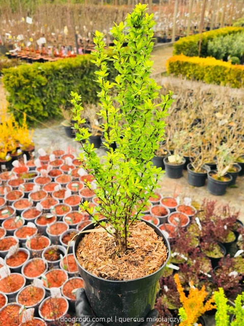 BERBERYS THUNBERGA Berberis 'Powwow' KOLUMNOWY Zmienia Kolor NA ŻYWOPŁOT C3
