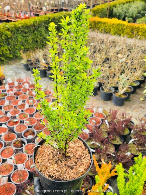 BERBERYS THUNBERGA Berberis 'Powwow' KOLUMNOWY Zmienia Kolor NA ŻYWOPŁOT C3