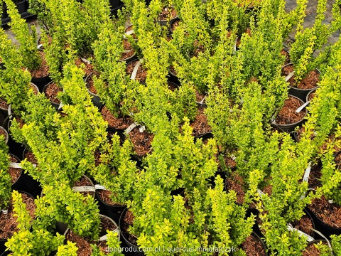 BERBERYS THUNBERGA Berberis 'Powwow' KOLUMNOWY Zmienia Kolor NA ŻYWOPŁOT C3