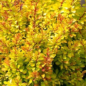 Berberys 'Diabolicum' Berberis C2 Żółto - czerwony