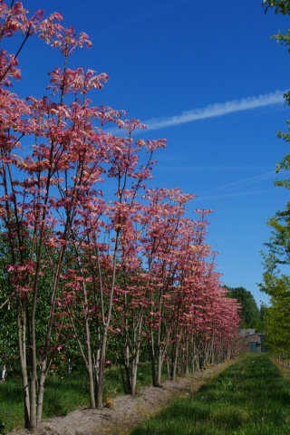 CEDRELA CHIŃSKA Toona sinensis SZYBKO ROŚNIE EGZOTYCZNA C2 40CM