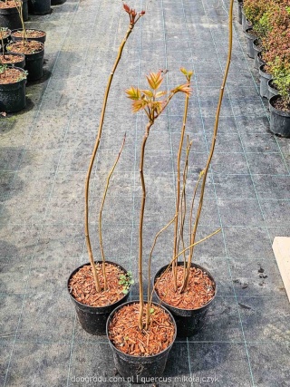 CEDRELA CHIŃSKA Toona sinensis SZYBKO ROŚNIE EGZOTYCZNA C2 40CM