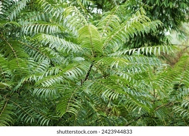 CEDRELA CHIŃSKA Toona sinensis SZYBKO ROŚNIE EGZOTYCZNA C2 40CM