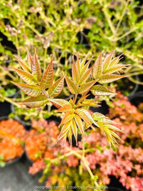 CEDRELA CHIŃSKA Toona sinensis SZYBKO ROŚNIE EGZOTYCZNA C2 40CM