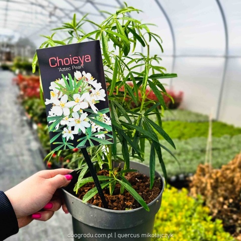 CHOJSJA TRÓJLISTKOWA Choisya 'Aztec Pearl' OBŁĘDNIE PACHNIE białe kwiaty C2