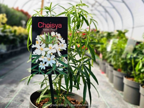 CHOJSJA TRÓJLISTKOWA Choisya 'Aztec Pearl' OBŁĘDNIE PACHNIE białe kwiaty C2