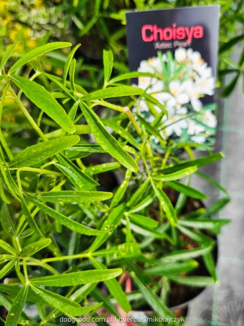 CHOJSJA TRÓJLISTKOWA Choisya 'Aztec Pearl' OBŁĘDNIE PACHNIE białe kwiaty C2