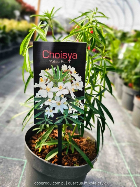 CHOJSJA TRÓJLISTKOWA Choisya 'Aztec Pearl' OBŁĘDNIE PACHNIE białe kwiaty C2