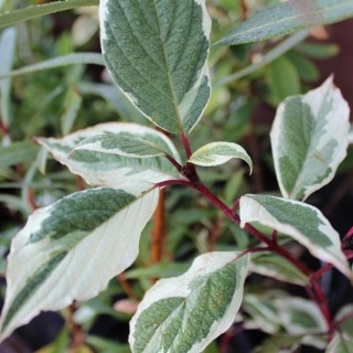 DEREŃ BIAŁY Cornus 'Sibirica Variegata' CZERWONE PĘDY Pstre Liście P9 20CM