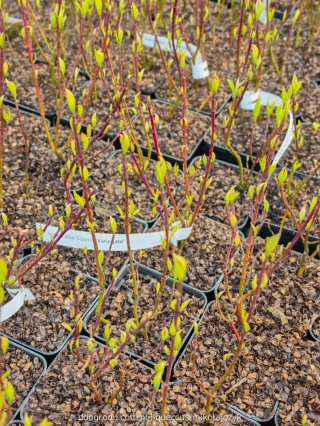 DEREŃ BIAŁY Cornus 'Sibirica Variegata' CZERWONE PĘDY Pstre Liście P9 20CM