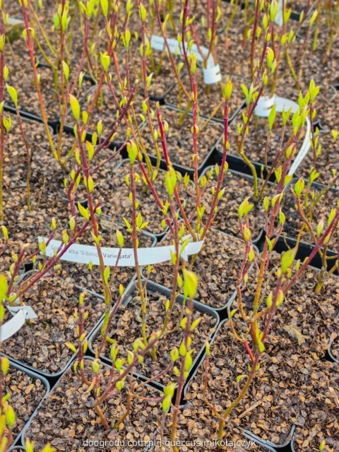 DEREŃ BIAŁY Cornus 'Sibirica Variegata' CZERWONE PĘDY Pstre Liście P9 20CM