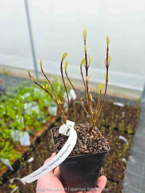 DEREŃ BIAŁY Cornus 'Sibirica Variegata' CZERWONE PĘDY Pstre Liście P9 20CM