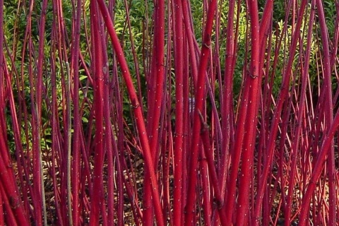 DEREŃ BIAŁY Cornus 'Sibirica Variegata' CZERWONE PĘDY Pstre Liście P9 20CM
