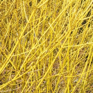 DEREŃ ROZŁOGOWY Cornus 'Flaviramea' ZŁOTE PĘDY ZIMĄ Odporny P9 20CM