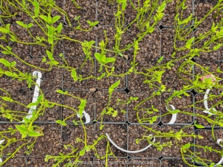 DEREŃ ROZŁOGOWY Cornus 'Flaviramea' ZŁOTE PĘDY ZIMĄ Odporny P9 20CM