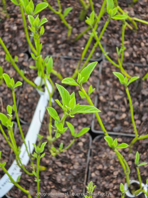 DEREŃ ROZŁOGOWY Cornus 'Flaviramea' ZŁOTE PĘDY ZIMĄ Odporny P9 20CM