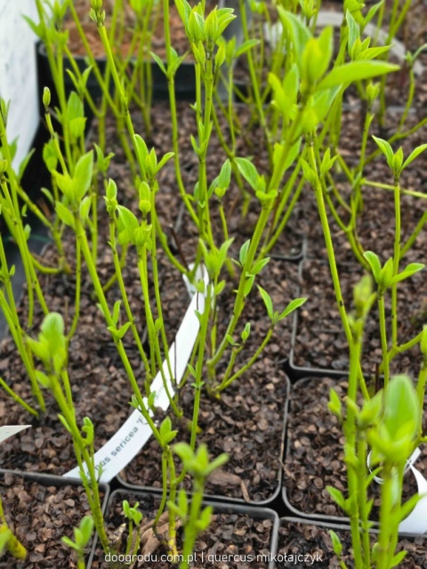 DEREŃ ROZŁOGOWY Cornus 'Flaviramea' ZŁOTE PĘDY ZIMĄ Odporny P9 20CM